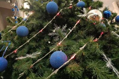 Живая или искусственная: какой вариант новогодней елки более экологичен