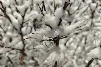 В Самарской области 15 декабря ожидается метель и мороз