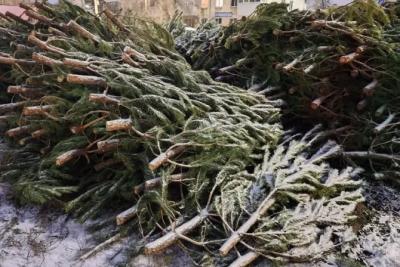 В Самаре и Тольятти 15 декабря заработали елочные базары