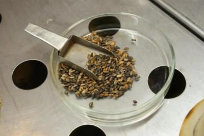 В Самарской области завершается экспертиза семян для лесовосстановления 2026 года