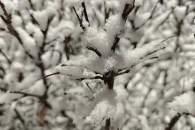 В Самарской области 3 января поднимется сильный ветер и метель