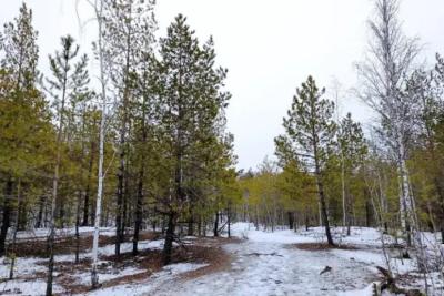 Житель Самарской области срубил 26 ольх и получил условный срок