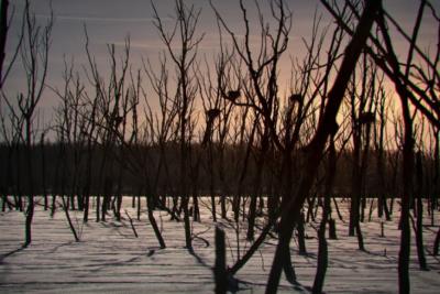 Легкий ветер и потепление: погода в Самарской области 5 февраля