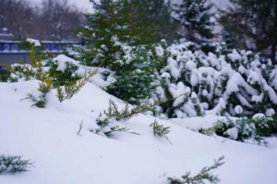 Выходные в Самарской области будут пасмурными и снежными