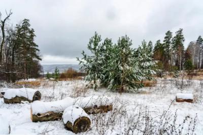 В Самарской области 12 февраля ожидается мороз и сильный ветер