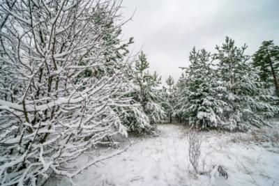 В Самарской области 13 февраля ожидается потепление, снег и сильный ветер