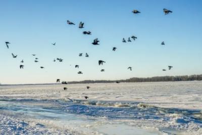 Изучение птиц, защита китов и управление информацией: какие праздники отмечают 19 февраля