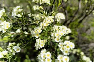 Синоптики рассказали, когда в Самарской области начнется период цветения