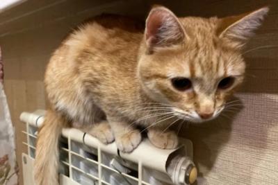 В Самарской области к морозным выходным батареи станут горячее