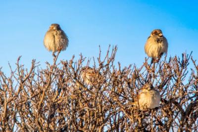 Тепло и солнечно: погода в Самарской области 13 марта
