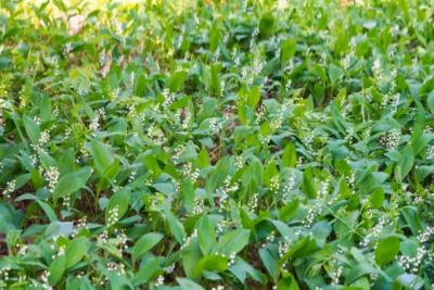 Как защититься от аллергии на цветение: советы врача