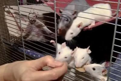 Ветврач: домашних крыс нельзя содержать в одиночестве