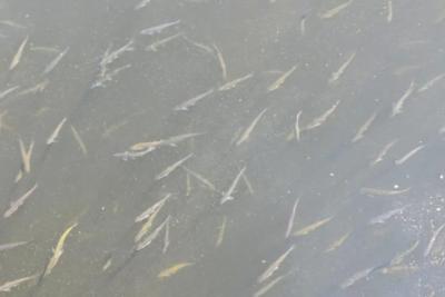 Гибель рыбы на Сорокиных Хуторах в Самаре: причины выясняют специалисты