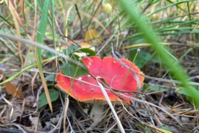 В Жигулевском заповеднике появились первые грибы