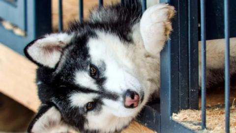 Ветеринары спасли собаку после укуса ядовитой змеи