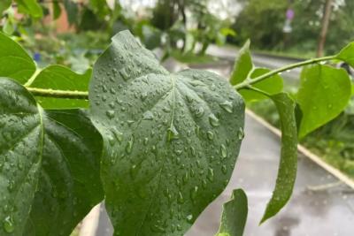 Дожди и до 22 &deg;C: погода в Самарской области 27 августа