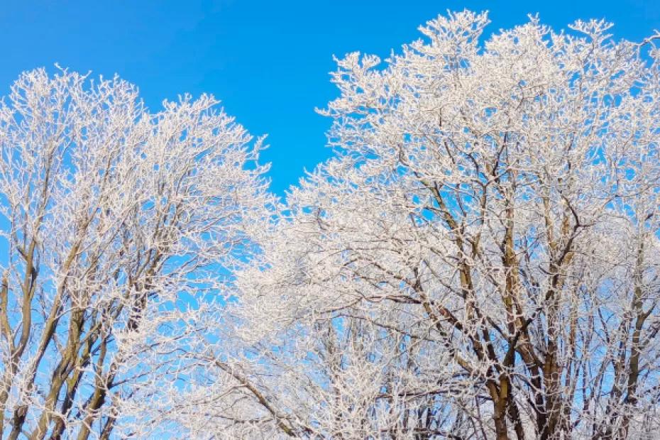 16 января в регионе местами небольшой снег, до -9°С