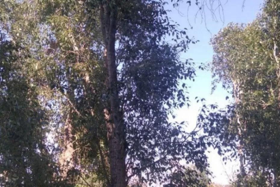 26 июля в Самарской области ожидается усиление северного ветра 26 июля в Самарской области ожидается усиление северного ветра