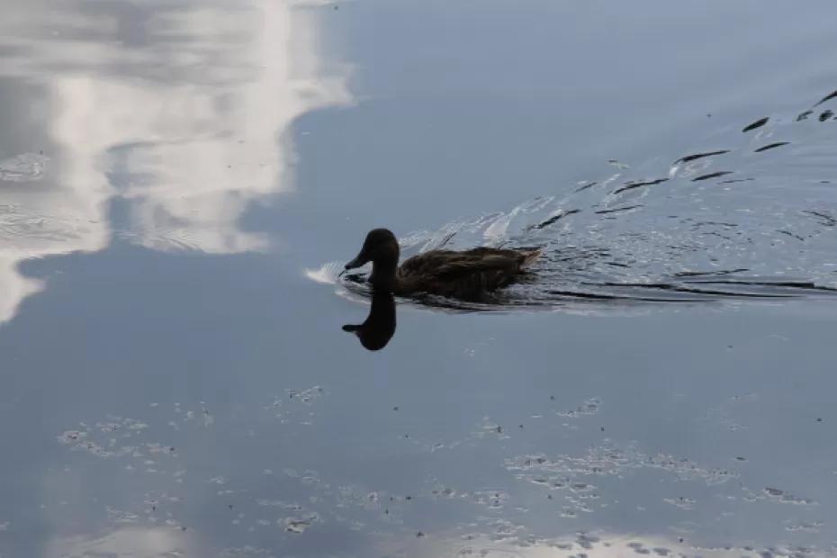 Завтра в Самаре без осадков, до +32°С