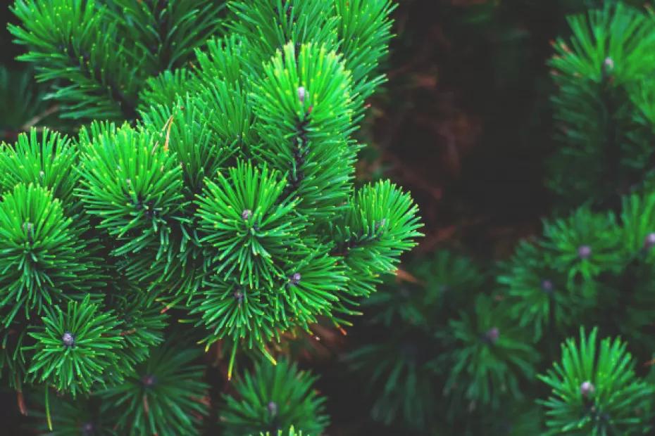 С 4 по 9 сентября в Самарской области сохранится высокая пожарная опасность лесов 4 класс