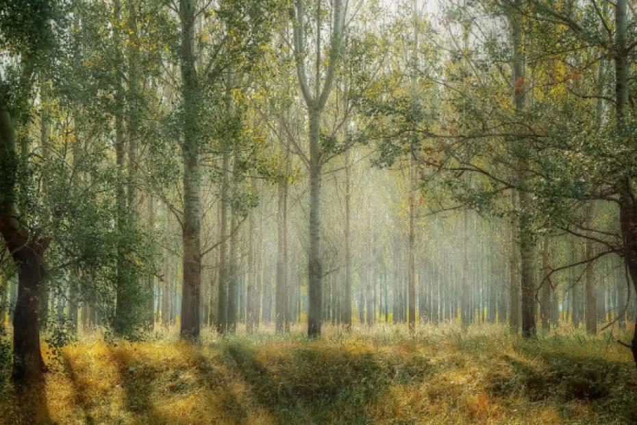 С 10 по 16 сентября в Самарской области сохранится высокая пожарная опасность лесов 4 класс