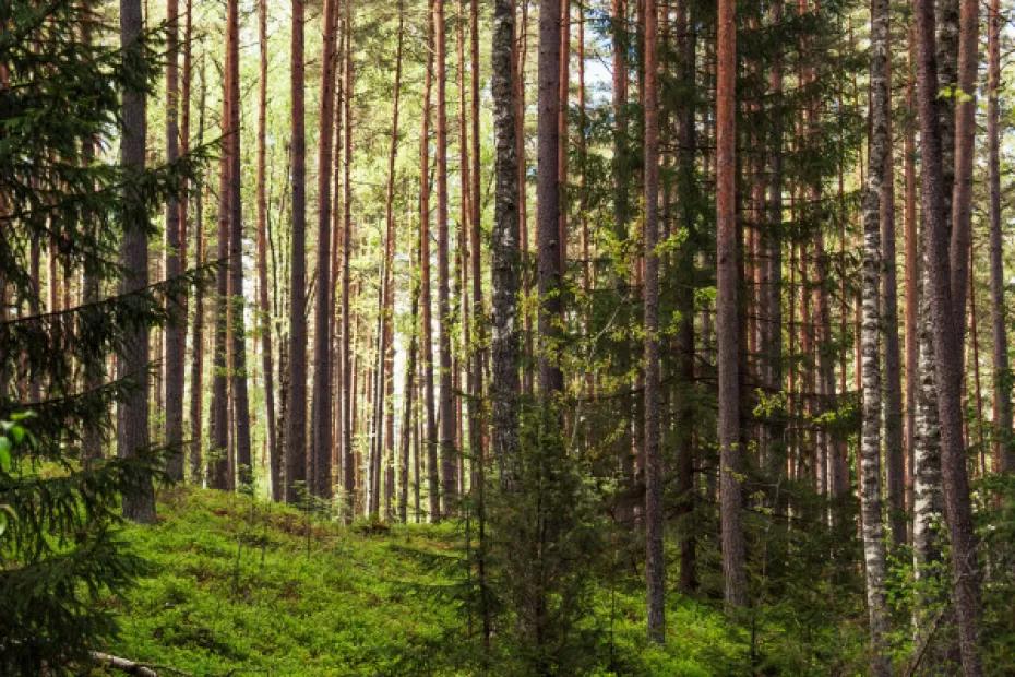 С 1 по 7 октября в регионе сохранится чрезвычайная пожарная опасность лесов 5 класс