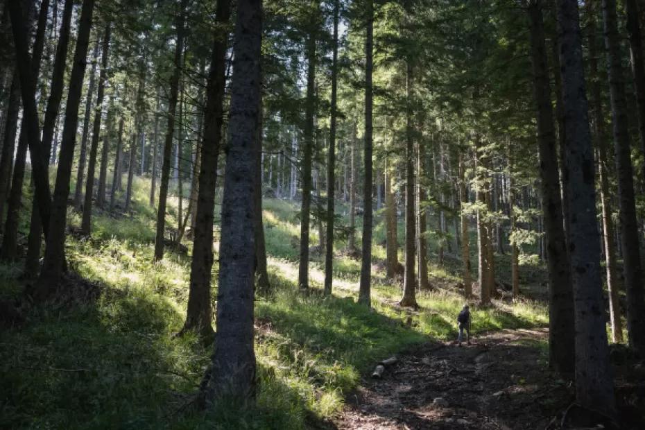 С 8 по 14 октября в губернии сохранится чрезвычайная пожарная опасность лесов 5 класс