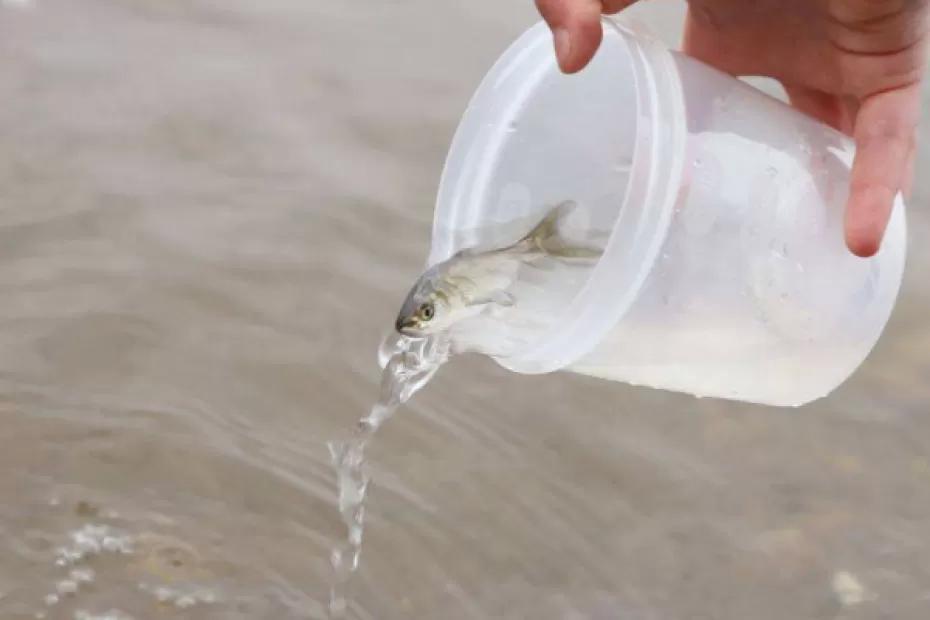 Более 20 тысяч мальков рыб выпустили в Волгу в Самаре