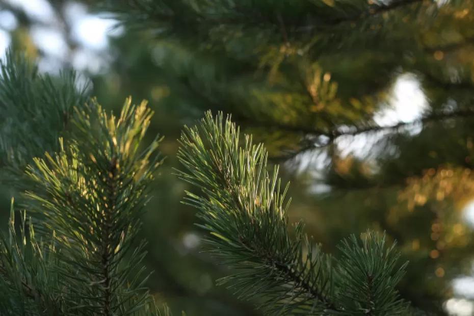 Самарские лесоводы заготовят семена на 7 тонн для будущих лесов