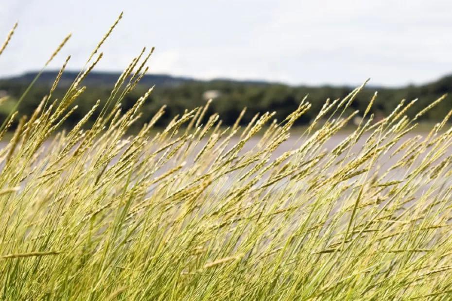 8 ноября в регионе ожидается усиление ветра