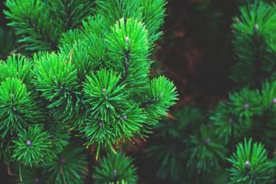 С 4 по 9 сентября в Самарской области сохранится высокая пожарная опасность лесов 4 класс