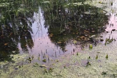 Расчистку самарских озер Старицы Дубовый Ерик завершат осенью