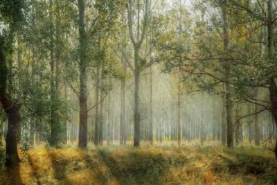 С 18 по 20 сентября в губернии ожидается чрезвычайная пожарная опасность лесов 5 класс