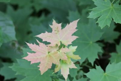 Более 20 тысяч деревьев высадят в Самарской области в рамках акции «Сохраним лес»