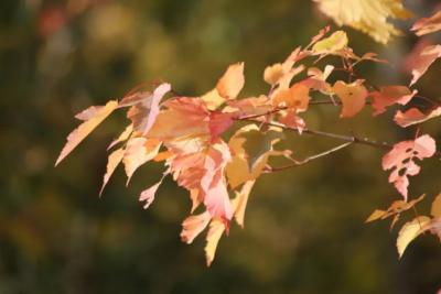 Синоптики рассказали, каким будет второй месяц осени в Самарской области