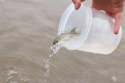 Более 20 тысяч мальков рыб выпустили в Волгу в Самаре