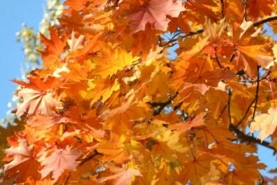 4 ноября в регионе без осадков, до +6°С