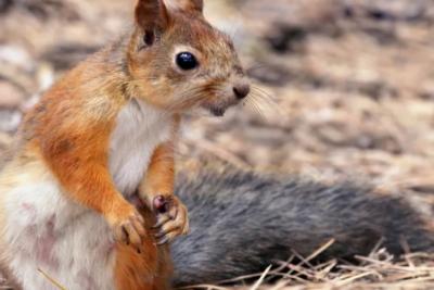 В Самаре отметили день защиты белок