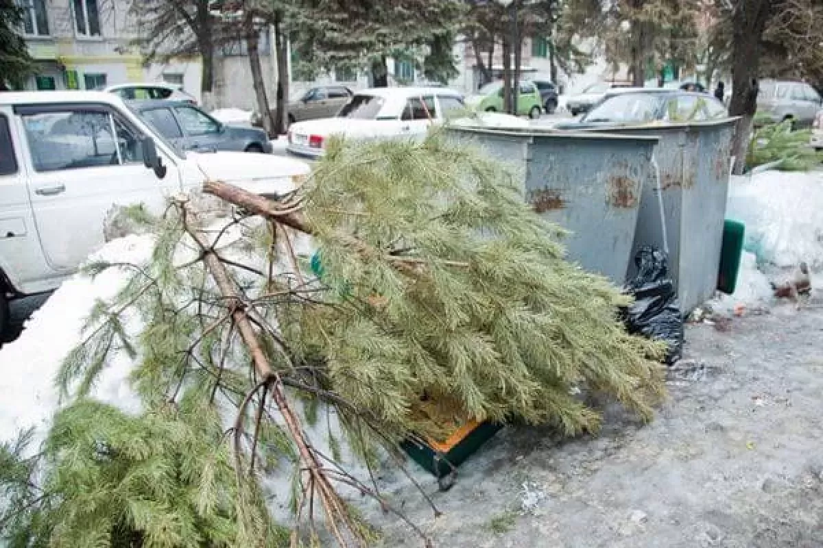 В Самаре 6 января начали принимать новогодние елки для переработки в щепу