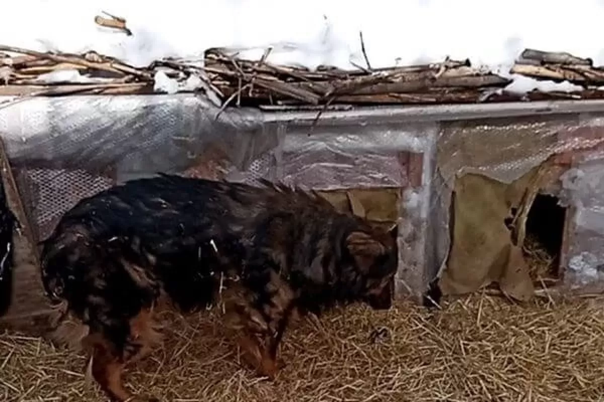 Самарские зоозащитники просят силовиков разобраться со сносом будок для собак