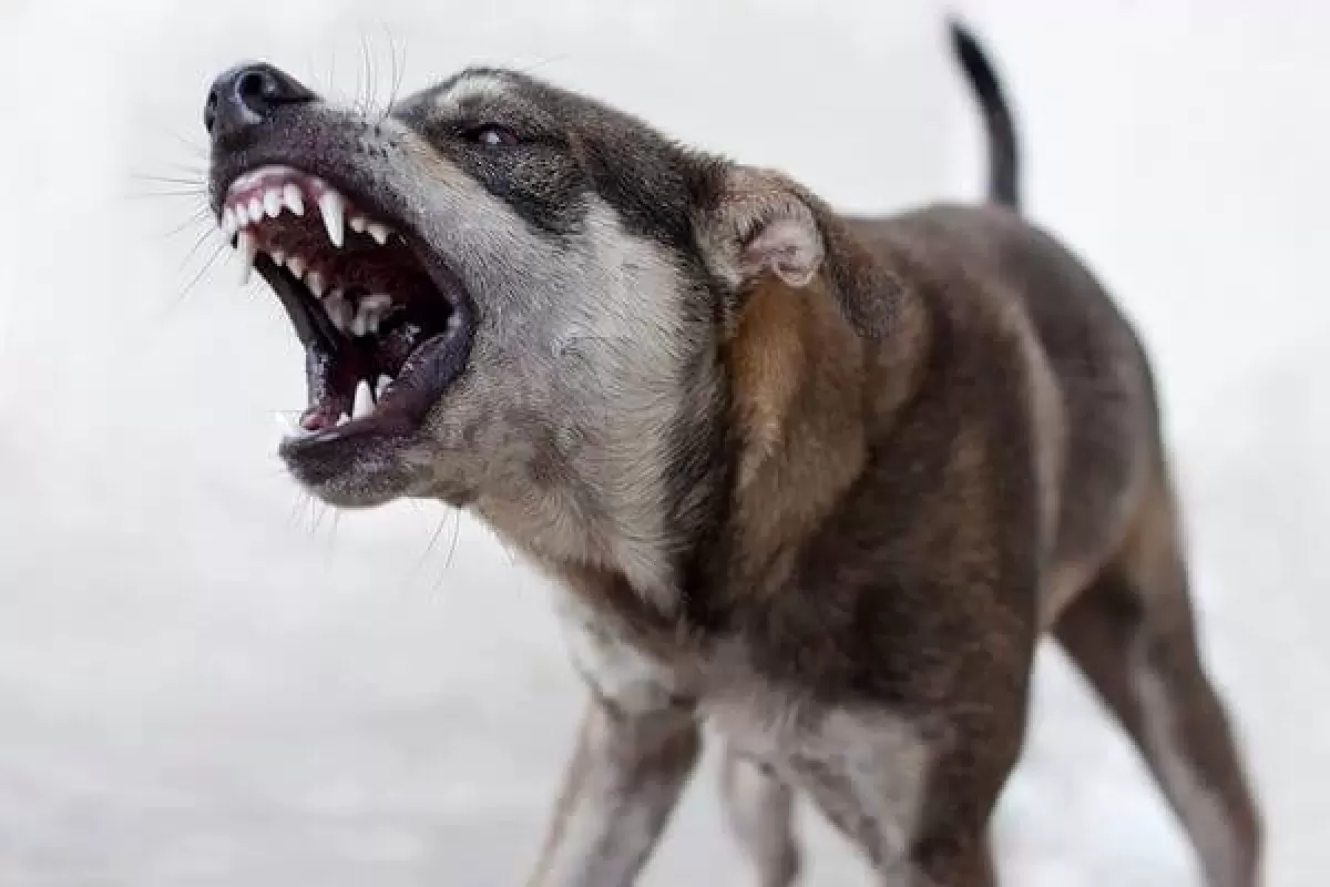 Глава СК РФ поручил возбудить уголовное дело из-за бездействия по отлову агрессивных собак в Самарской области