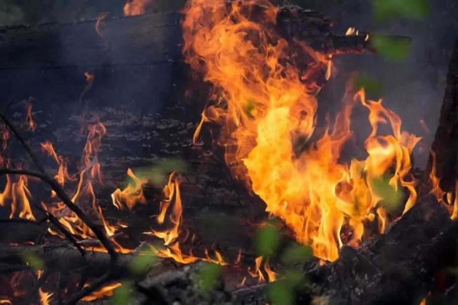 В Тольятти 7 человек тушили лесной пожар