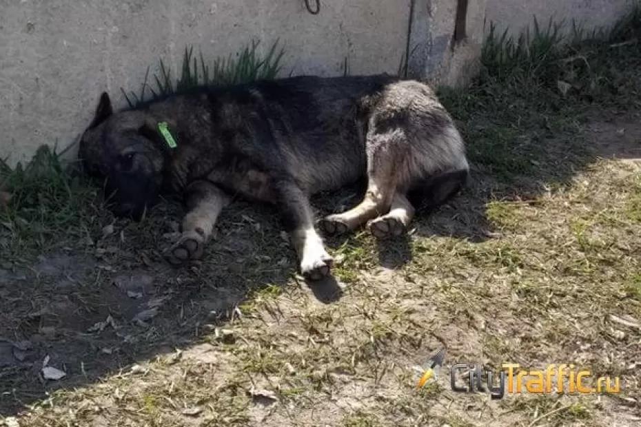 В Самарской области утвердили перечень неизле­чимых болезней бездомных животных