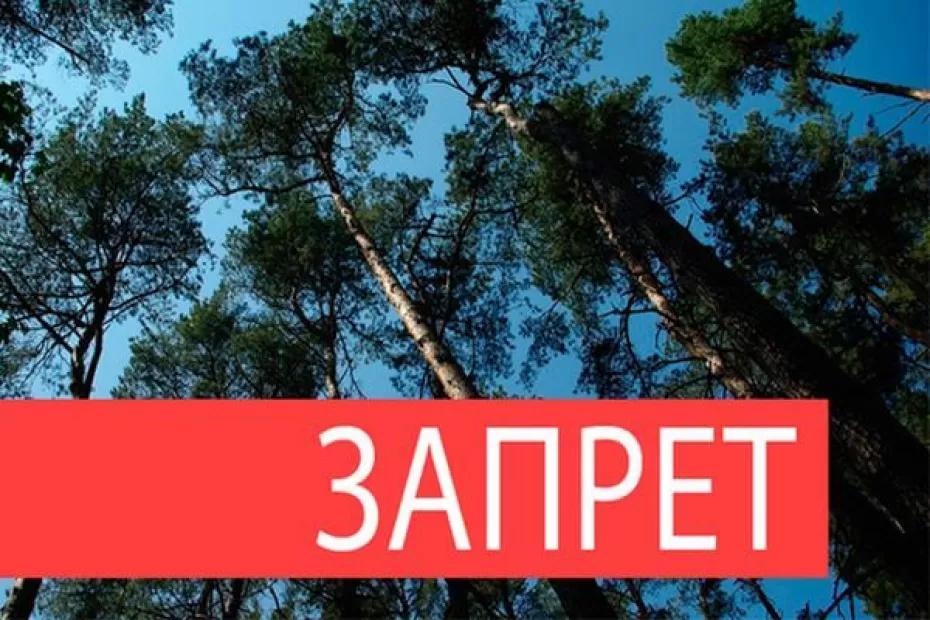 С 31 мая для жителей Самарской области вводится запрет на посещение лесов