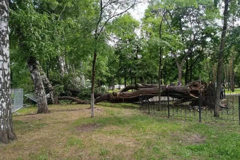 В парке Гагарина в Самаре упал 300-летний дуб