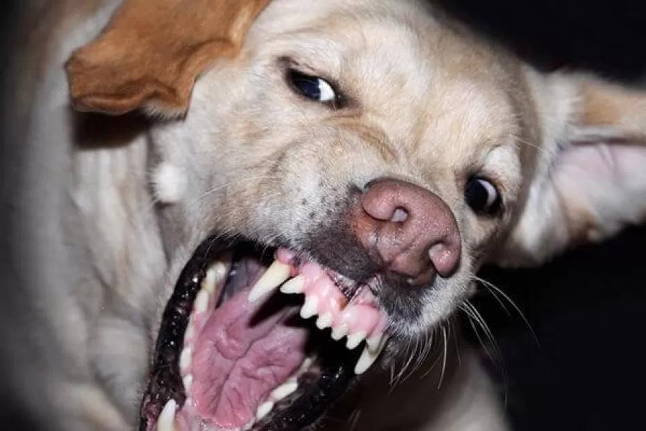 В Самарской области с чиновников требуют компенсацию вреда за нападение собак на 5 детей