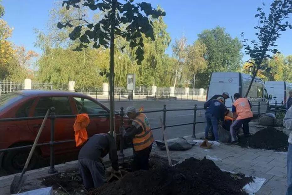 На улице Куйбышева в Самаре начали высаживать липы