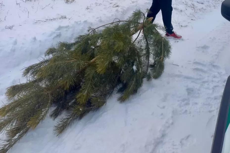 В лесу поймали жителя Самарской области, срубившего елку