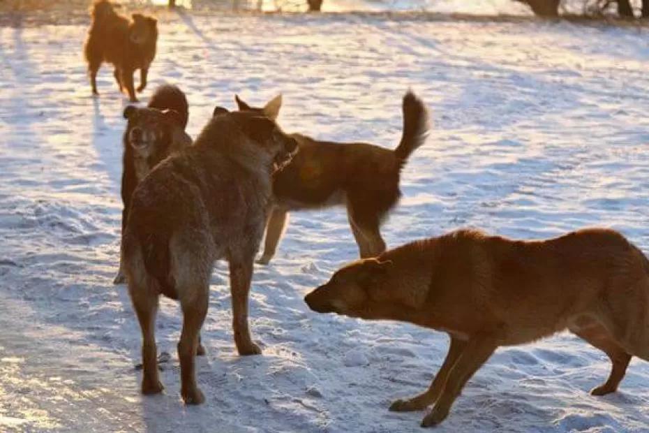 В Самарской области стая бродячих собак напала на девочку - фото