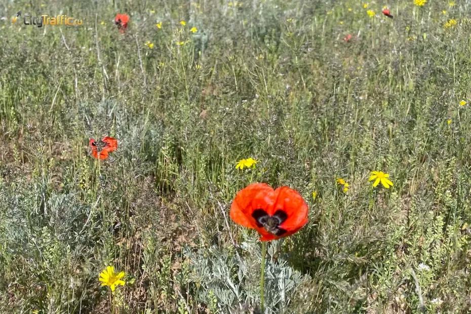 В Самарскую область вернулся май В Самарскую область вернулся май